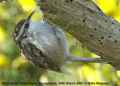 Короткопалая пищуха фото (Certhia brachydactyla) - изображение №2815 onbird.ru.<br>Источник: www.surfbirds.com